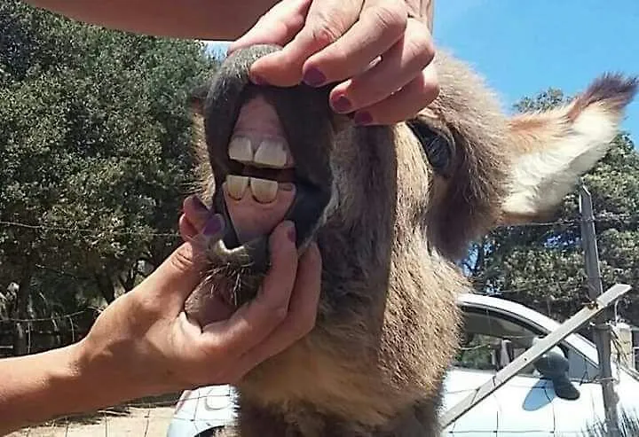 منزل الضيف سانتا تيريزا غالّورا  في Eucaliptus Farm Retreat 0*,