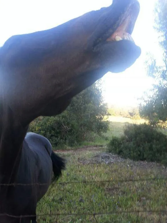 Eucaliptus Farm Retreat Guest House Santa Teresa Gallura
